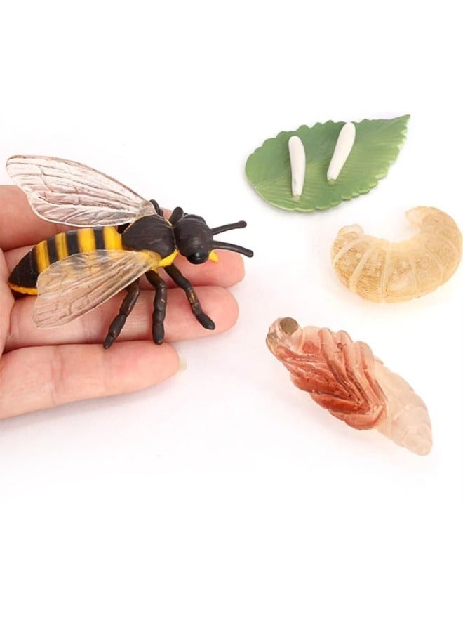 4PCS Bee Growth Cycle Model Figure, Realistic Animal Figurines, Animal Growth Cycle Biological Model, Lifelike Bee Life Cycle Model Set for Kids Education, Learning Gifts, Party Favors - Image 4