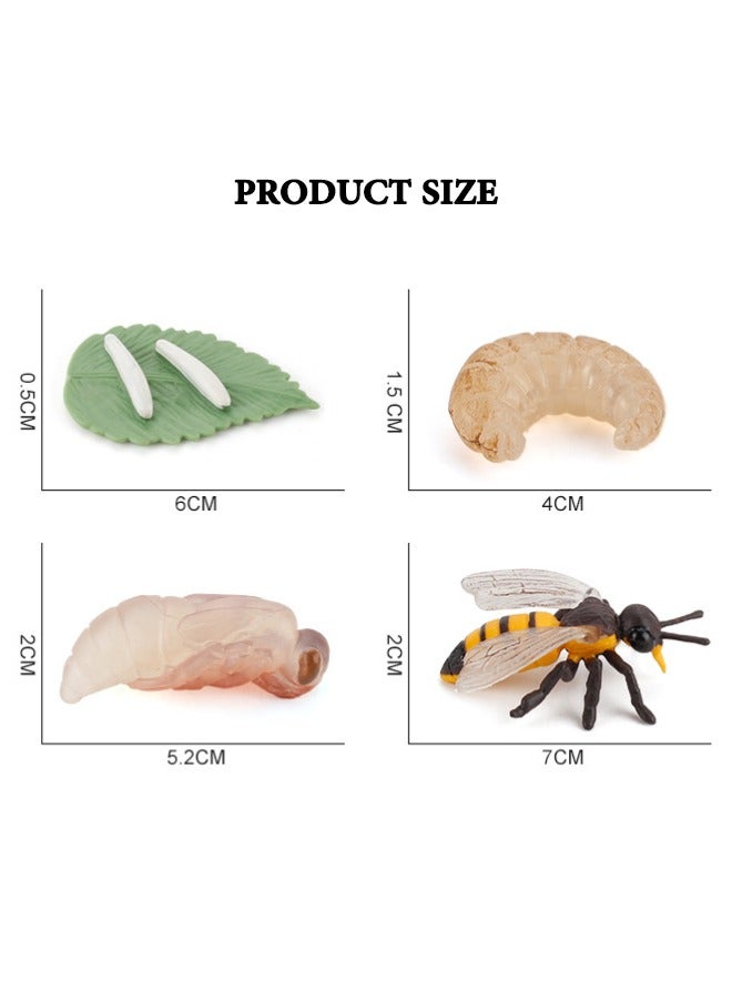 4PCS Bee Growth Cycle Model Figure, Realistic Animal Figurines, Animal Growth Cycle Biological Model, Lifelike Bee Life Cycle Model Set for Kids Education, Learning Gifts, Party Favors - Image 3