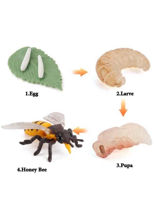 4PCS Bee Growth Cycle Model Figure, Realistic Animal Figurines, Animal Growth Cycle Biological Model, Lifelike Bee Life Cycle Model Set for Kids Education, Learning Gifts, Party Favors - Image 2