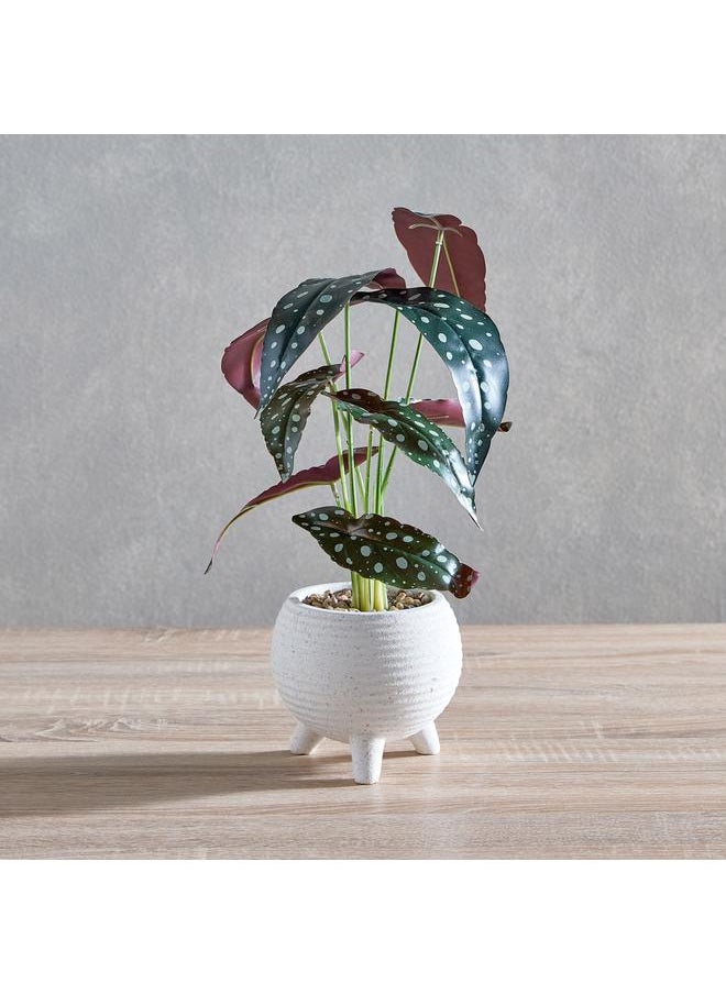 Begonia Leaf Potted Plant With Ceramic Pot 17X17X38 Cm - pzsku/ZD4B4DA6C70D7843FF9ADZ/45/_/1720281324/ea9ecef3-8ea8-4aaa-8181-0b813f8e3bdb