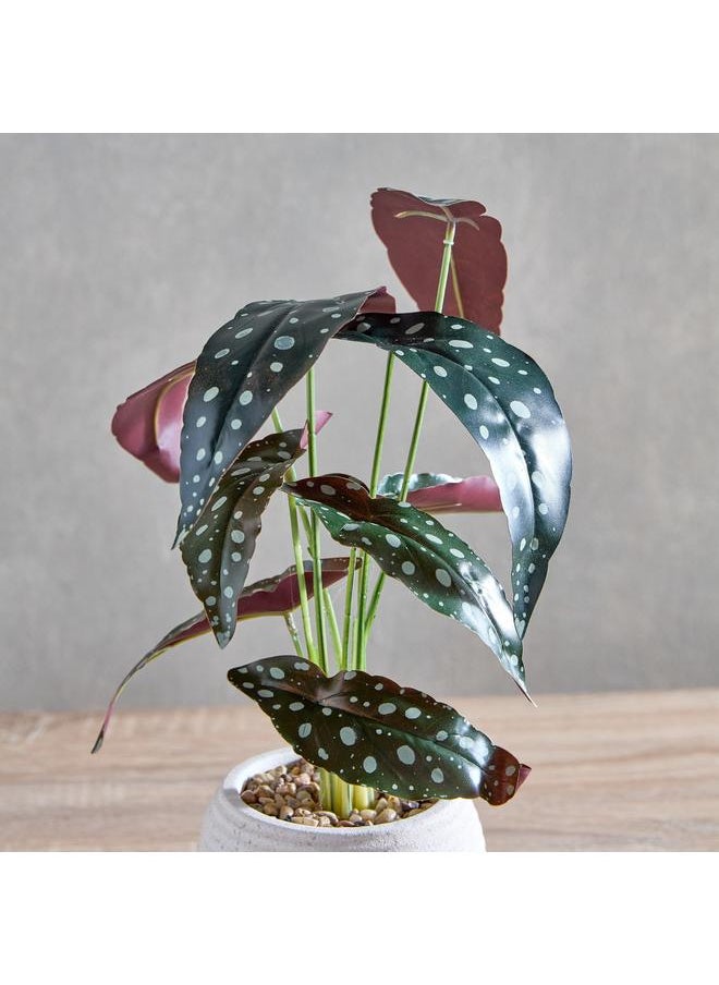 Begonia Leaf Potted Plant With Ceramic Pot 17X17X38 Cm - pzsku/ZD4B4DA6C70D7843FF9ADZ/45/_/1720281325/5d04d77f-a6e5-4424-bf5e-37af50323ee1