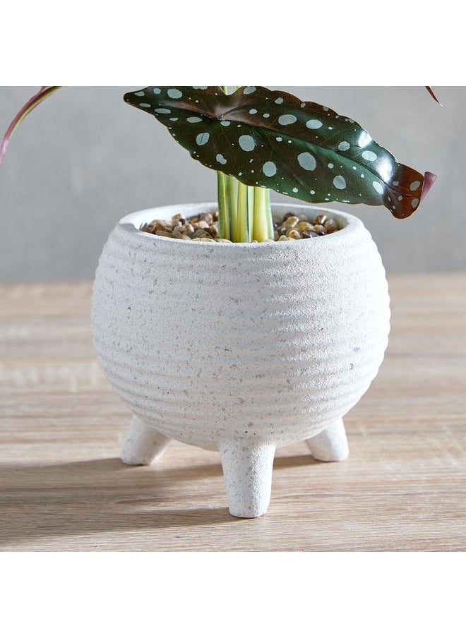 Begonia Leaf Potted Plant With Ceramic Pot 17X17X38 Cm - pzsku/ZD4B4DA6C70D7843FF9ADZ/45/_/1720281935/be267337-963d-4d26-a18a-166c7a00d284