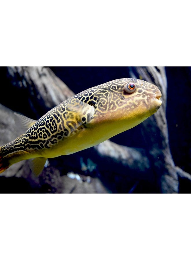 سي تشيم سيشيم مالاوي/فيكتوريا بافر 600 جرام - Image 3