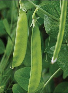 30 Seeds of Pea Oregon Sugar Pod Fresh Vegetable, Grow Your Own Garden Simply Garden