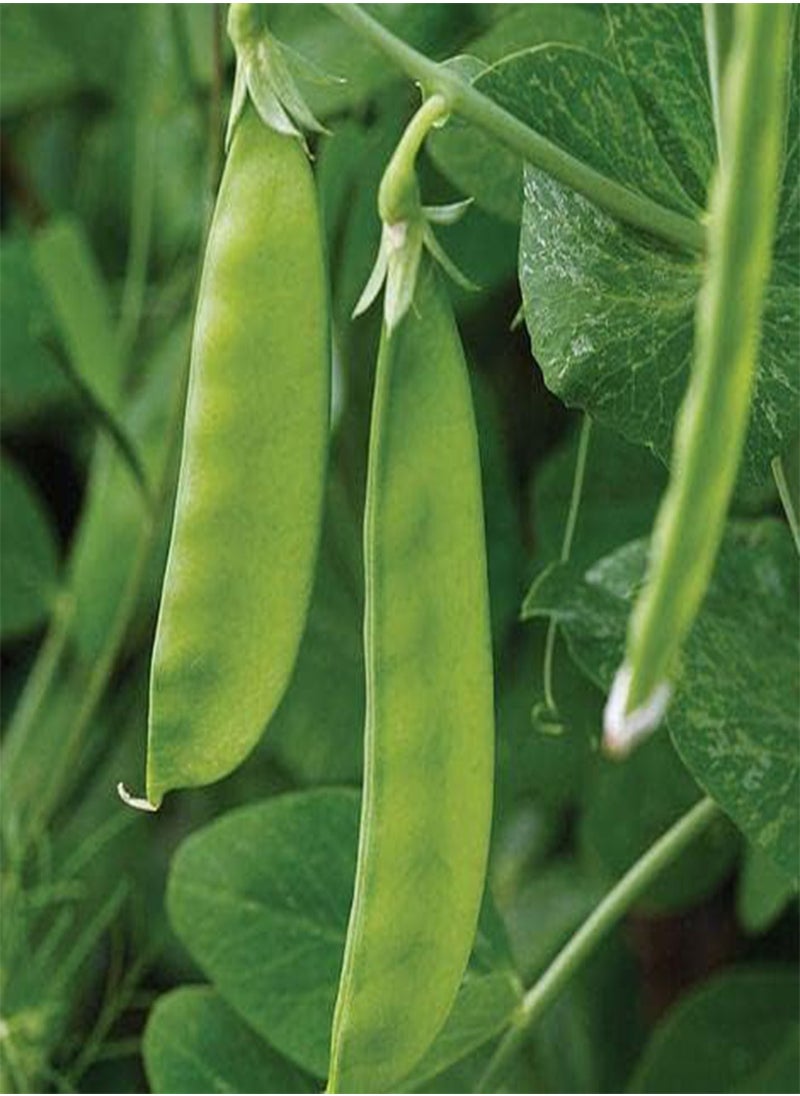 GGOOT - 30 Seeds of Pea Oregon Sugar Pod Fresh Vegetable, Grow Your Own Garden Simply Garden - Image 1