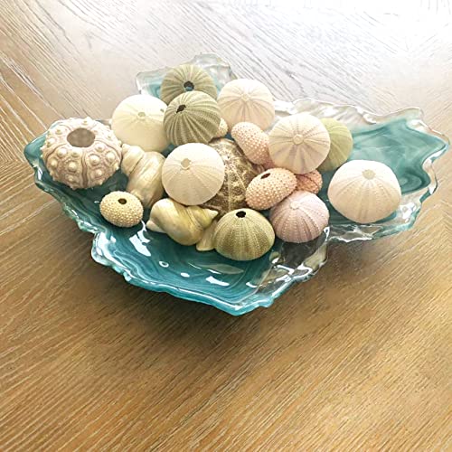 Worlds Assorted Natural Sea Urchins for Air Plants,Craft and Decorations 12PC(1-1/4"-2-1/4"Inch) - Image 5
