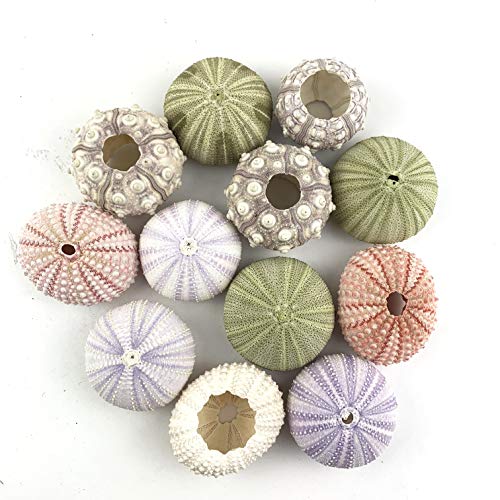 Worlds Assorted Natural Sea Urchins for Air Plants,Craft and Decorations 12PC(1-1/4"-2-1/4"Inch) - Image 2