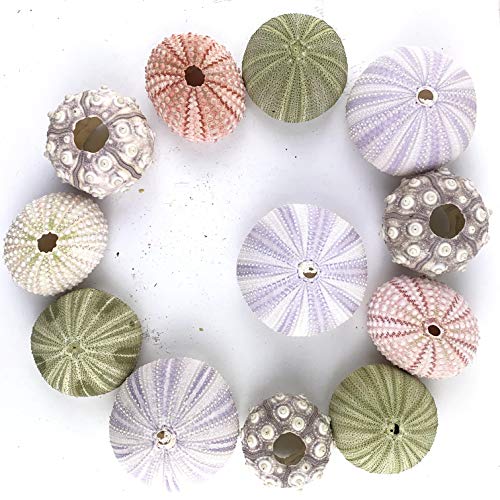 Worlds Assorted Natural Sea Urchins for Air Plants,Craft and Decorations 12PC(1-1/4"-2-1/4"Inch) - Image 3
