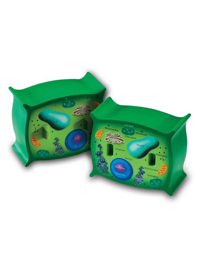 Learning Resources Cross Section Plant Cell Model Plant Anatomy Science Classroom Accessories 2 Foam Pieces Ages 7+ Multi 5 X 4 X 4.5 Inches (Ler1901)  - Image 2