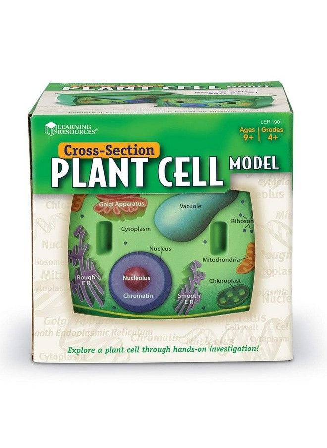 Learning Resources Cross Section Plant Cell Model Plant Anatomy Science Classroom Accessories 2 Foam Pieces Ages 7+ Multi 5 X 4 X 4.5 Inches (Ler1901)  - Image 3