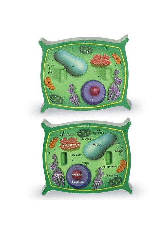 Learning Resources Cross Section Plant Cell Model Plant Anatomy Science Classroom Accessories 2 Foam Pieces Ages 7+ Multi 5 X 4 X 4.5 Inches (Ler1901)  - Image 4