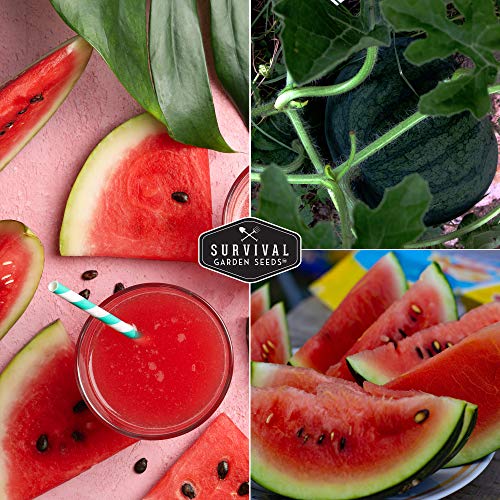 Survival Garden Seeds - Sugar Baby Watermelon Seeds | Grow Little Round Icebox Watermelons at Home - Non-GMO Heirloom (1 Pack) - Image 5