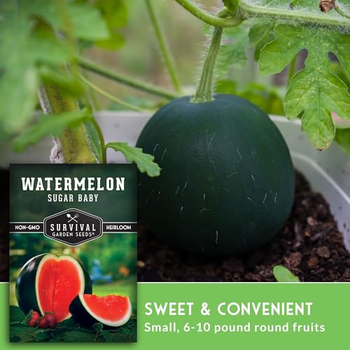 Survival Garden Seeds - Sugar Baby Watermelon Seeds | Grow Little Round Icebox Watermelons at Home - Non-GMO Heirloom (1 Pack) - Image 4