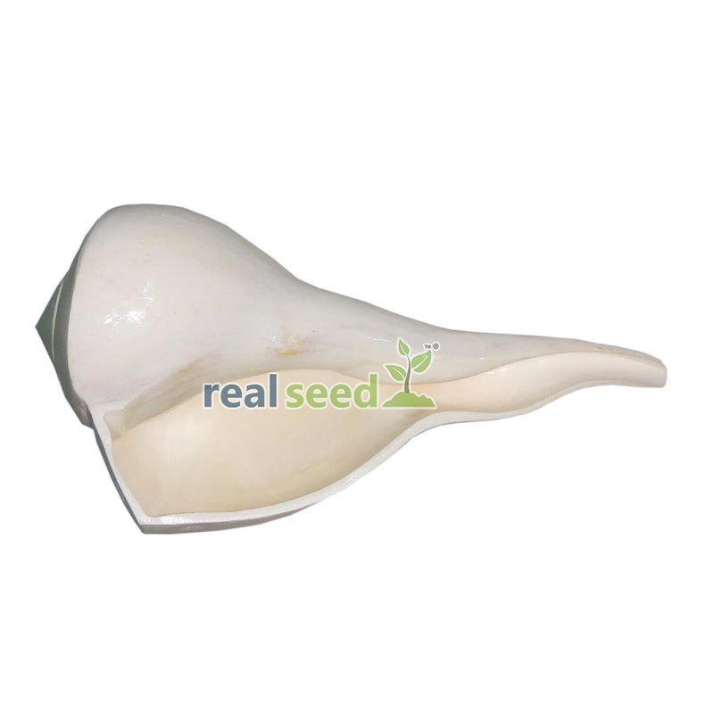 Real Seed صدف دكشينافارتي شنك ناعم مصقول أصلي فالمبوري سانغو دكشين موكي شنك للعبادة أبيض نقي بحجم تقريبي 5 بوصات - Image 2
