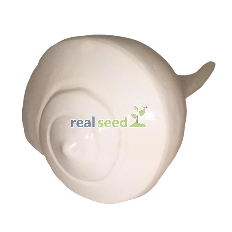 Real Seed صدف دكشينافارتي شنك ناعم مصقول أصلي فالمبوري سانغو دكشين موكي شنك للعبادة أبيض نقي بحجم تقريبي 5 بوصات - Image 3