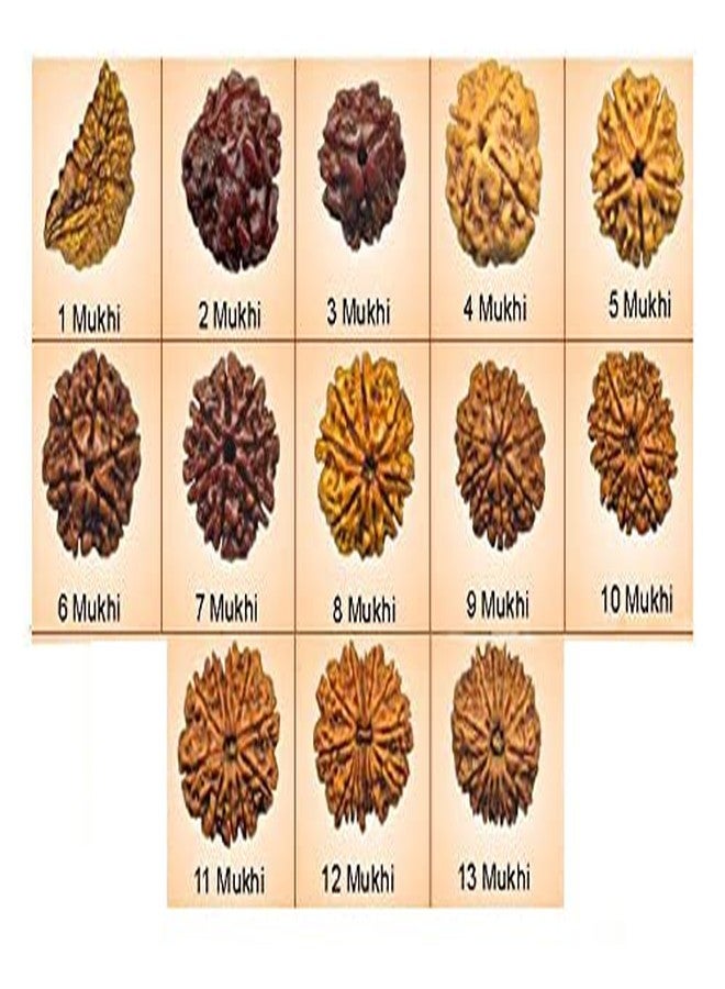 Maalavya Real Rudraksha Beads (1 to 13 Mukhi)
