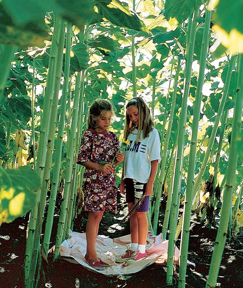 Burpee بذور عباد الشمس مزيج صن فوريست من بربى 100 بذور - Image 4