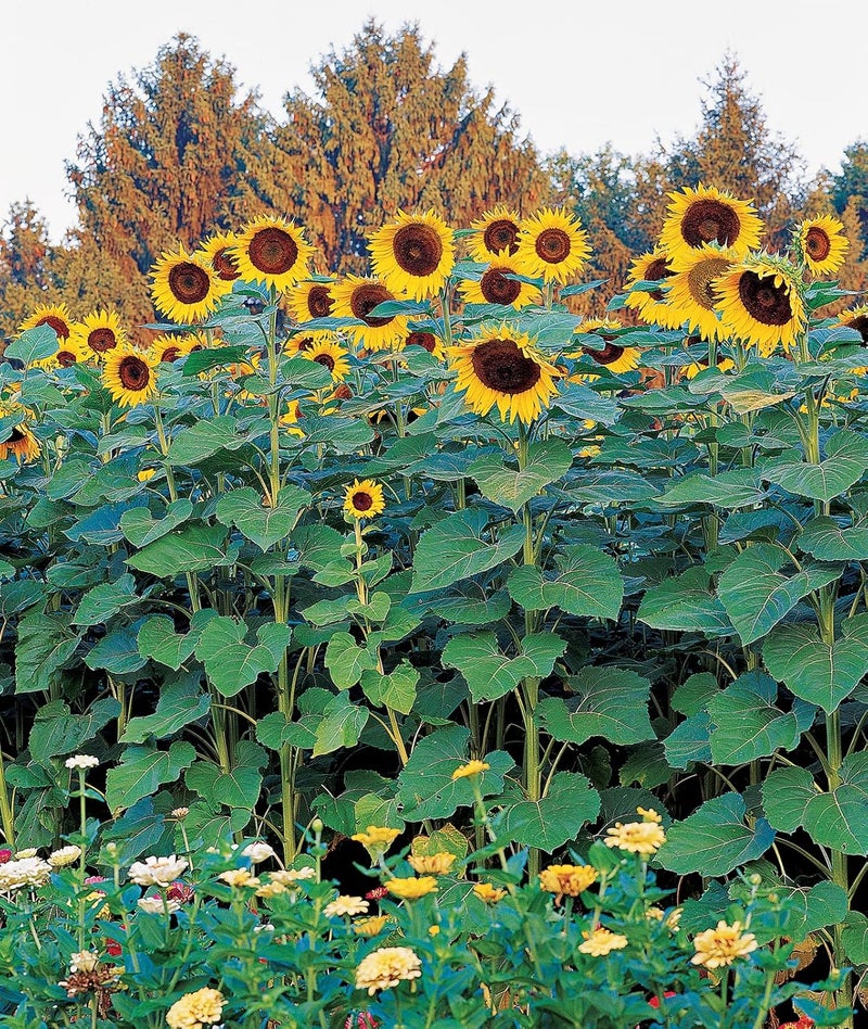 Burpee بذور عباد الشمس مزيج صن فوريست من بربى 100 بذور - Image 1