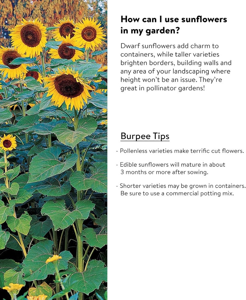 Burpee بذور عباد الشمس مزيج صن فوريست من بربى 100 بذور - Image 3