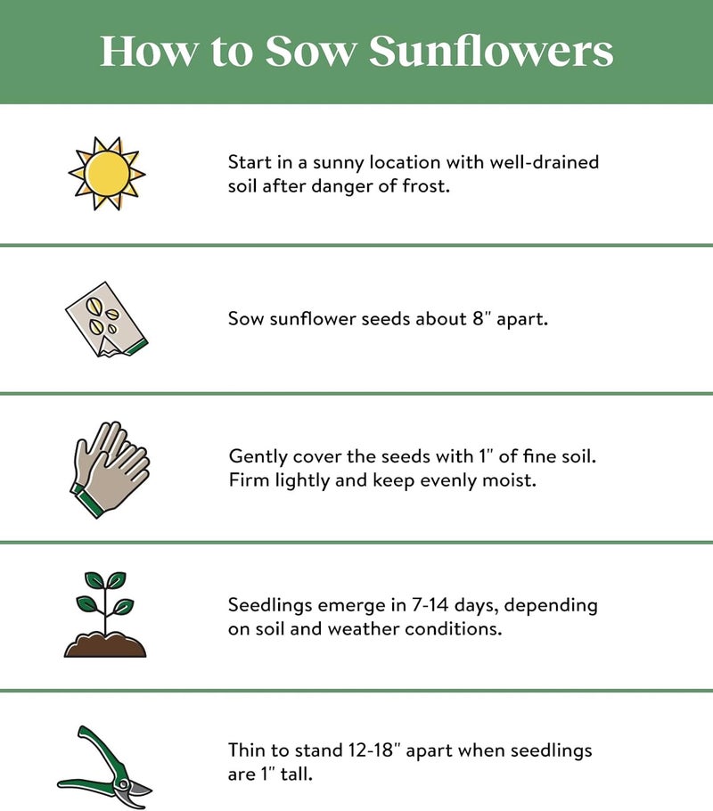 Burpee بذور عباد الشمس مزيج صن فوريست من بربى 100 بذور - Image 2