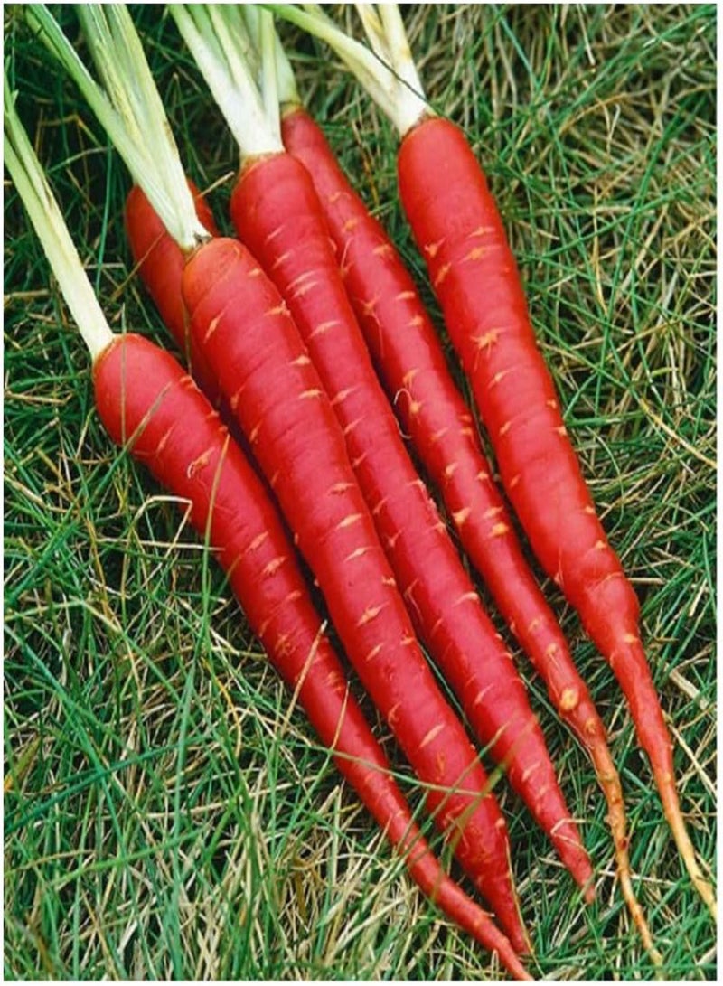 جي جوت خضراوات جزر ساموراي أحمر F1 600 أفضل أنواع السائبة - Image 1