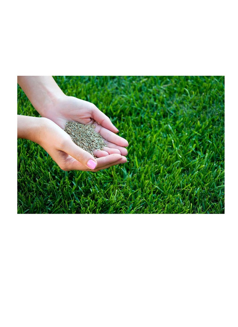 Franchi Grass Seeds  - Image 2