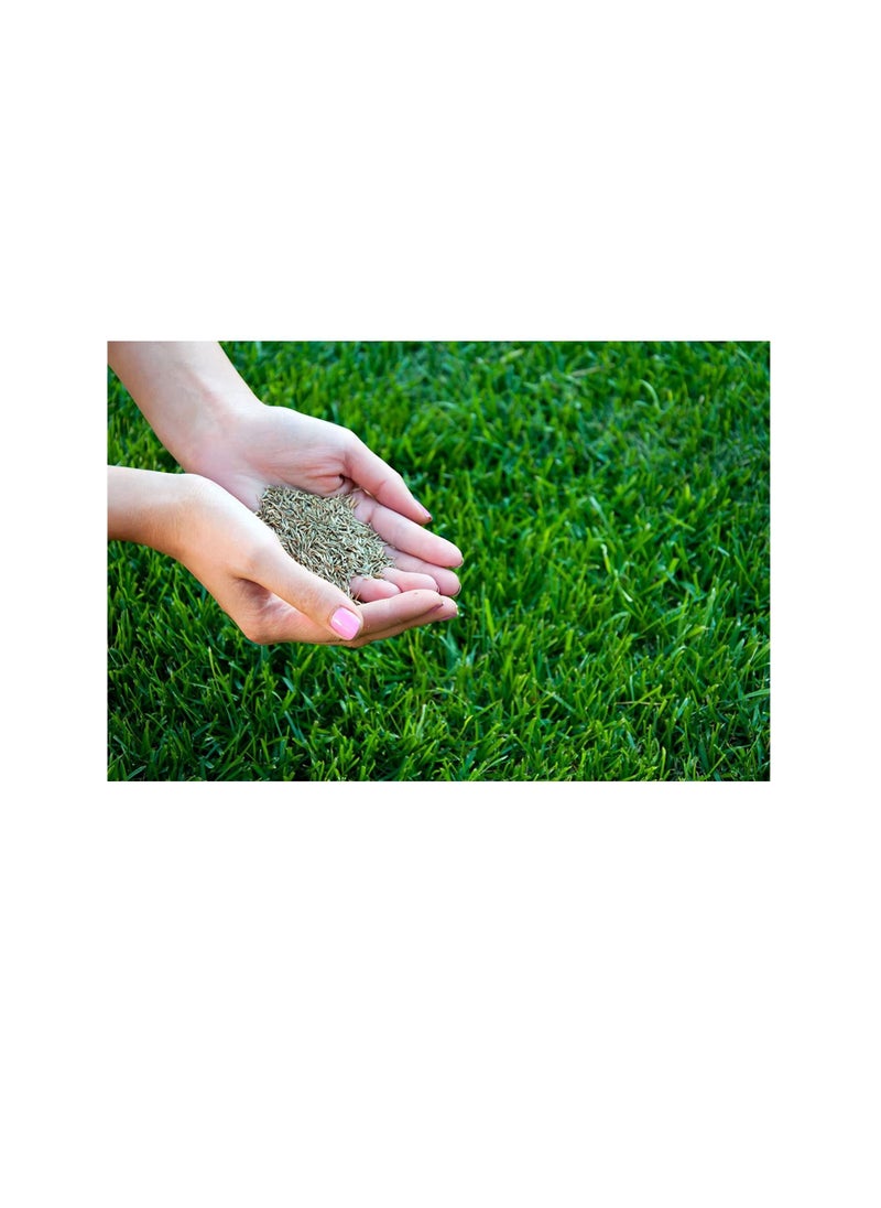 Franchi Grass Seeds  - Image 1