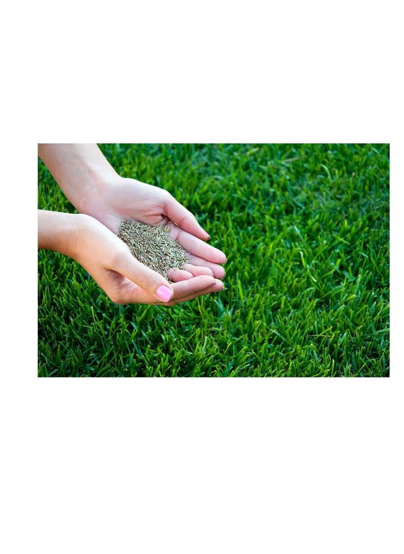 Franchi Grass Seeds  - Image 3