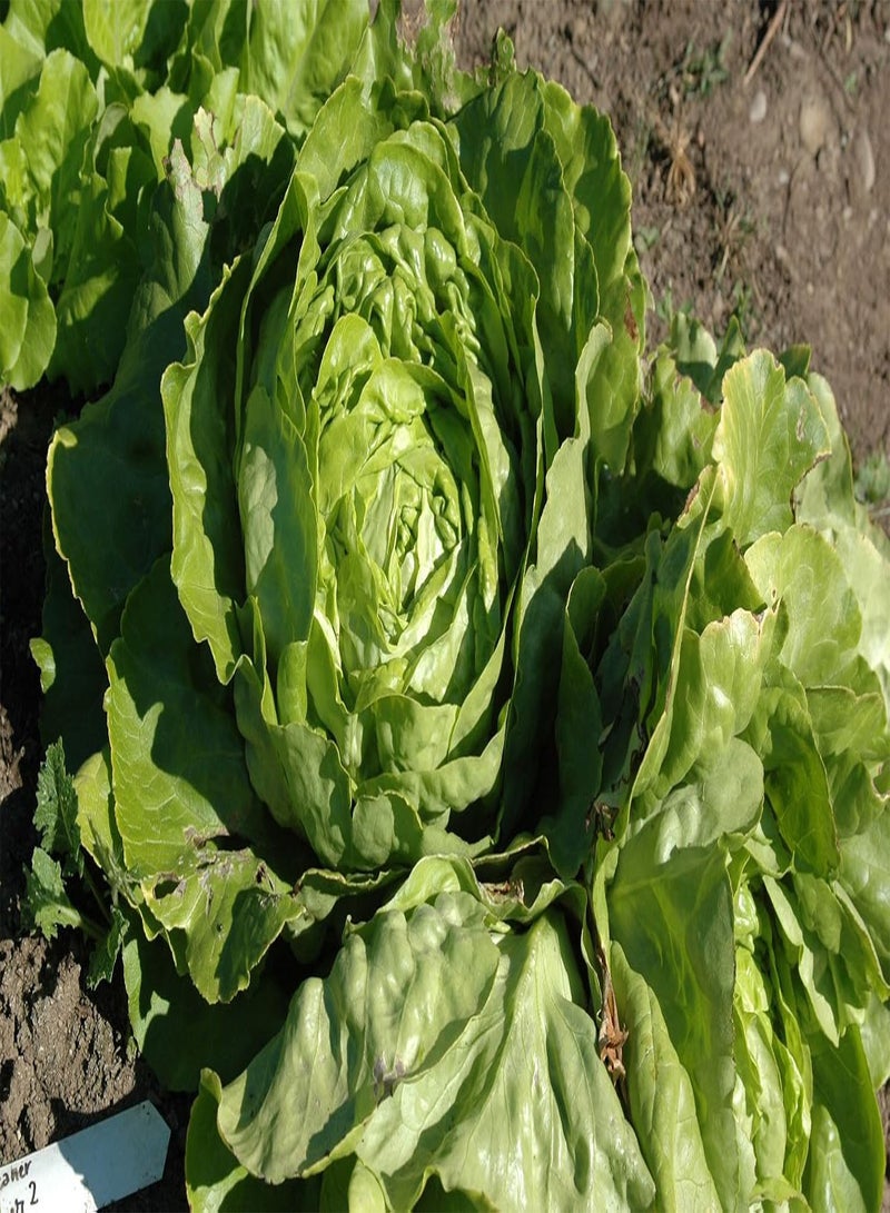 جي جوت بذور نبات خس الزبدة "كاجرانر سومر" (Lactuca Sativa L.)، متوسطة الحجم، إرث مبكر - Image 2