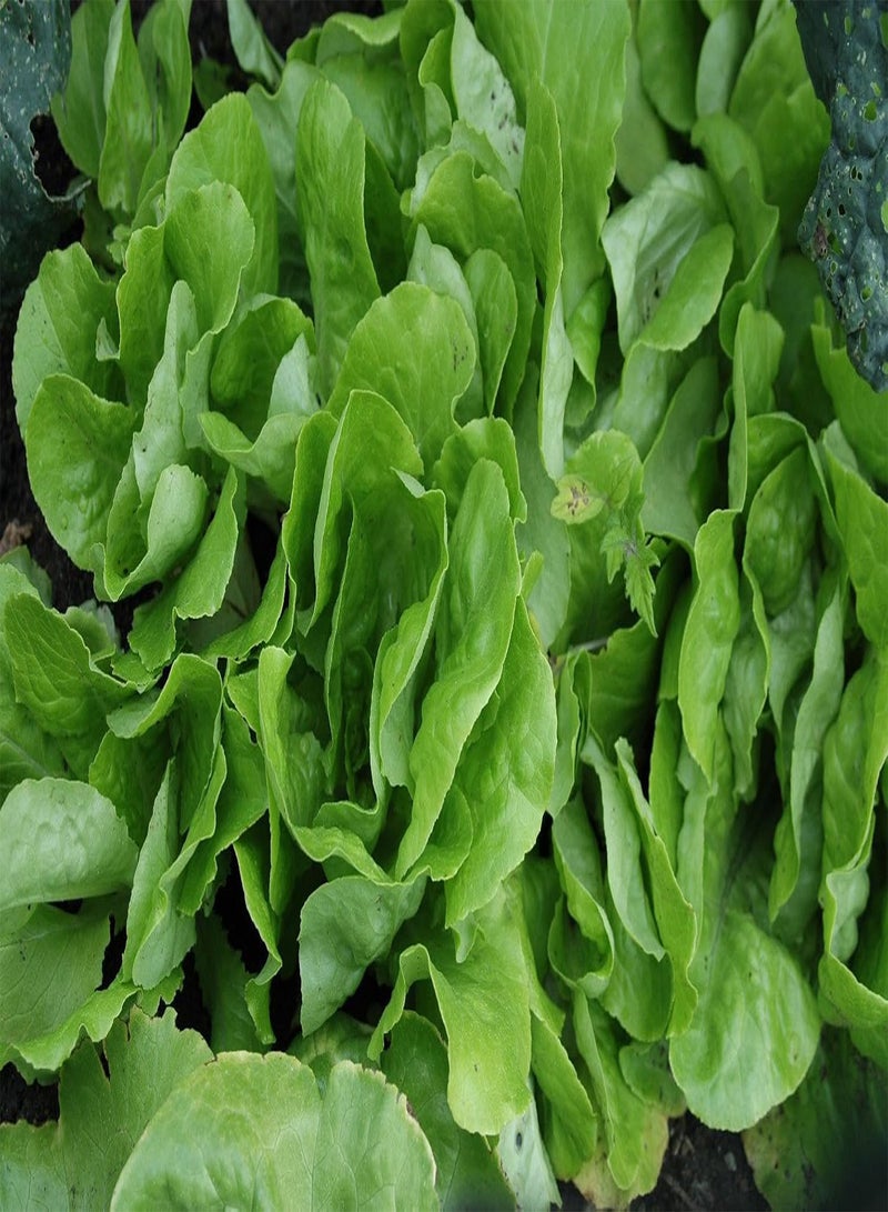 جي جوت بذور نبات خس الزبدة "كاجرانر سومر" (Lactuca Sativa L.)، متوسطة الحجم، إرث مبكر - Image 1