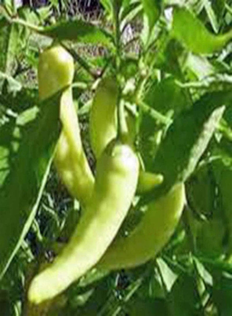 GGOOT Seed Plant200Pcs Super Hot Chili Pepper Seeds Garden Farm Plant Nutritious Spice Vegetable - Chili Seeds - Image 4