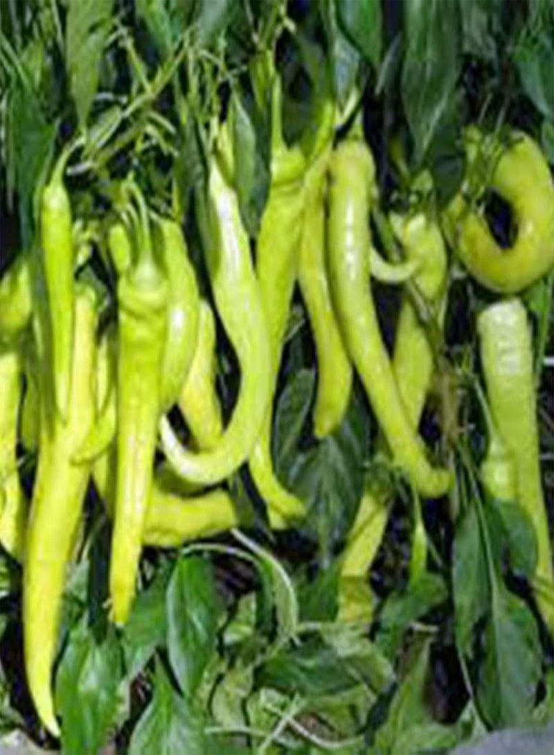 GGOOT Seed Plant200Pcs Super Hot Chili Pepper Seeds Garden Farm Plant Nutritious Spice Vegetable - Chili Seeds - Image 3