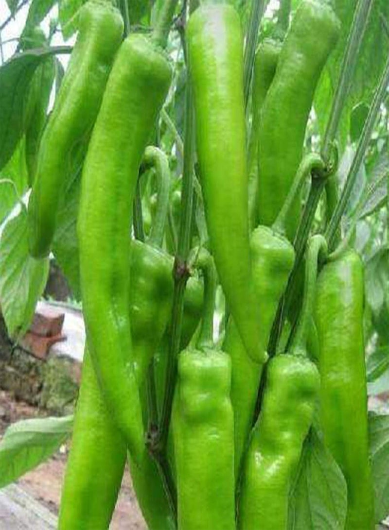 GGOOT Seed Plant200Pcs Super Hot Chili Pepper Seeds Garden Farm Plant Nutritious Spice Vegetable - Chili Seeds - Image 2