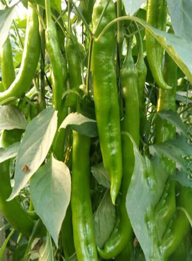 GGOOT Seed Plant200Pcs Super Hot Chili Pepper Seeds Garden Farm Plant Nutritious Spice Vegetable - Chili Seeds - Image 5
