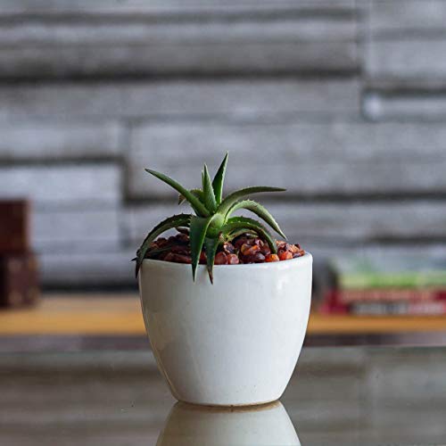 UGAOO Apple Ceramic Pot (Small, White) - (10cm x 10cm x 8cm) - Image 2