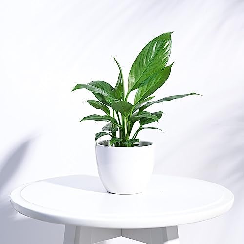UGAOO Apple Ceramic Pot (Small, White) - (10cm x 10cm x 8cm) - Image 1