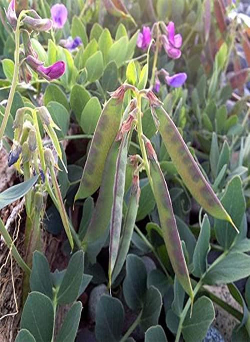 Lathyrus maritima (Beach Pea) Tree Seed by MySeeds.Co, You Choose The Quantity (1/2 g (375 Seed))