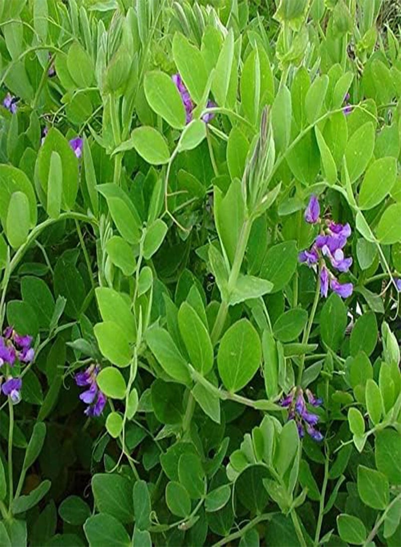 Lathyrus maritima (Beach Pea) Tree Seed by MySeeds.Co, You Choose The Quantity (1/2 g (375 Seed))