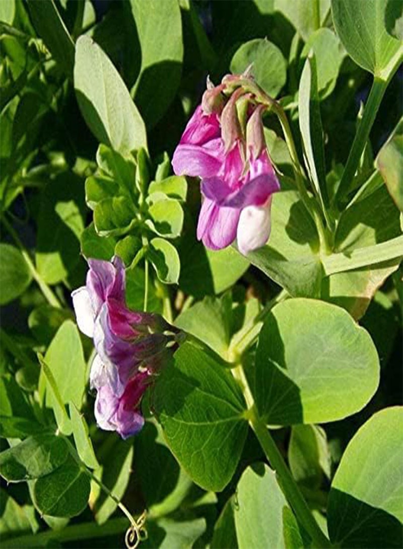 Lathyrus maritima (Beach Pea) Tree Seed by MySeeds.Co, You Choose The Quantity (1/2 g (375 Seed))