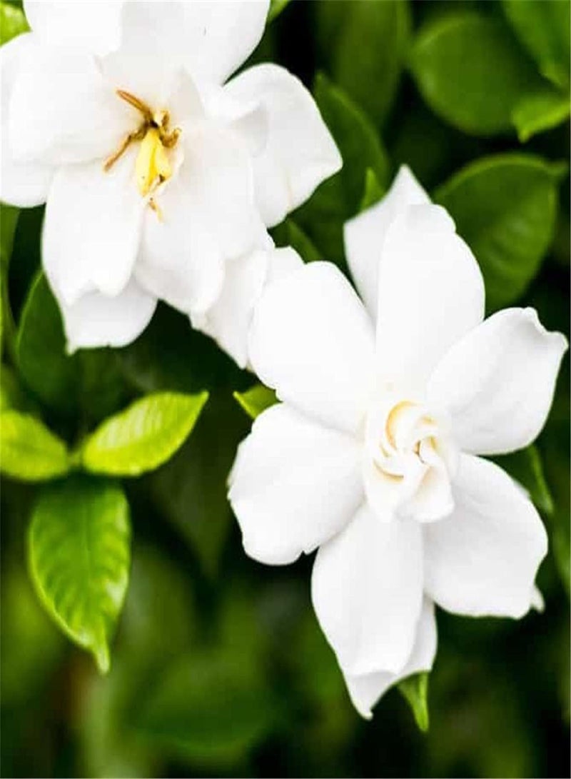 GGOOT Jasmine Seeds Value Pack-Garden Collection Gift Seeds Large Numbers Stunning Large Decor Popular Home DIY Cute Flowers-100pcs - Image 1