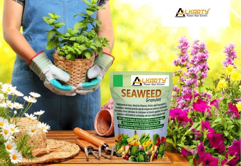 Alkarty Seaweed Fertilizer for Roses Plants 400 Gram - Image 2