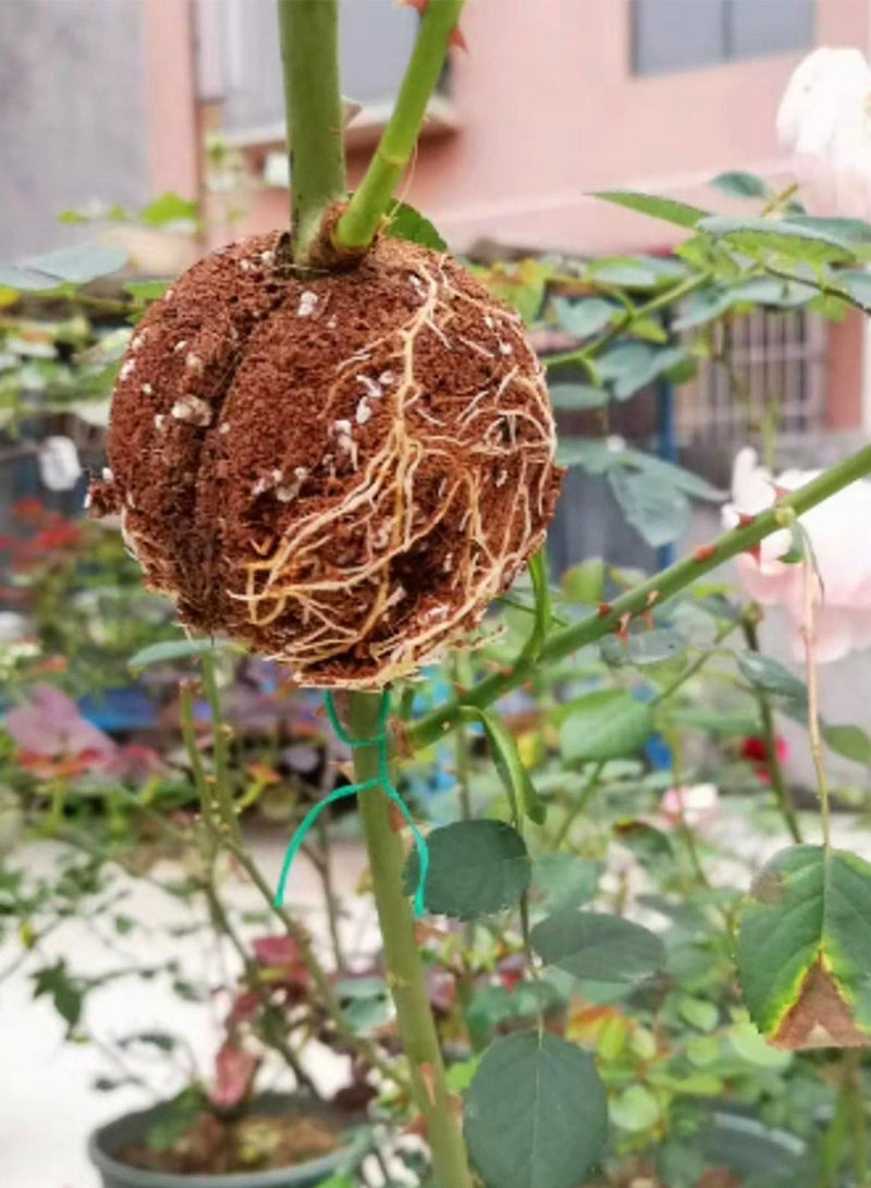 عام صندوق تطعيم كروي لتجذير النباتات 6 سم 10 قطع - Image 3