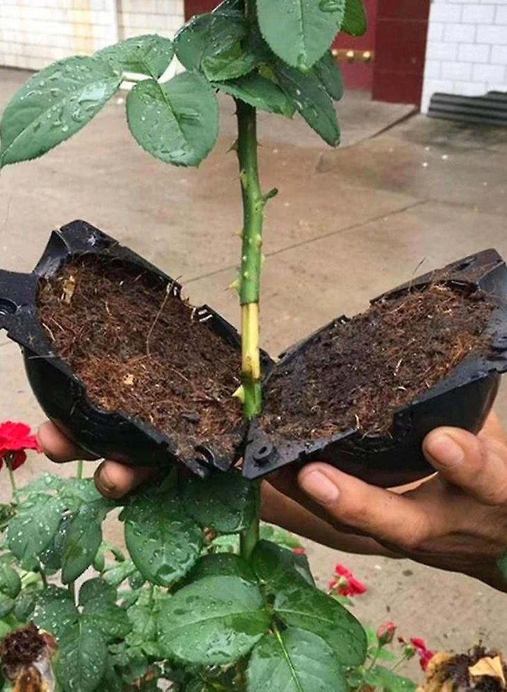 عام صندوق تطعيم كروي لتجذير النباتات 6 سم 10 قطع - Image 4