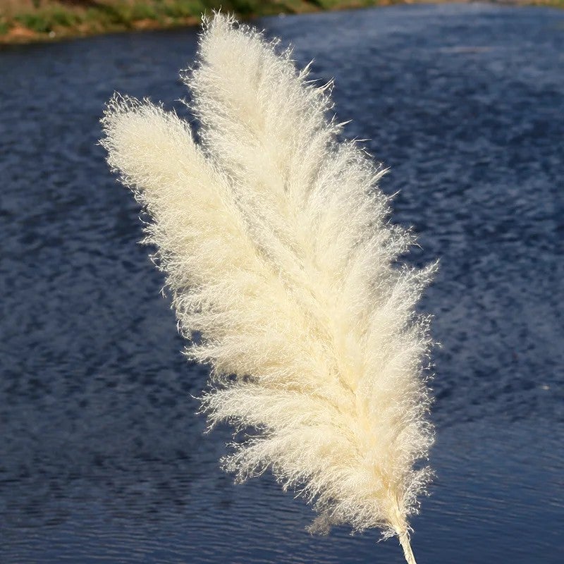 Bluejw E328 Large Fluffy Pampas Grass Decor - Natural Dried Pampas Floral Arrangements, Tall Dried Plants for Boho Home & Wedding Decor - Image 5