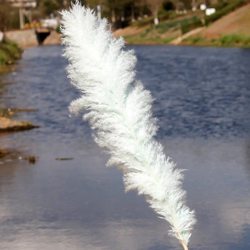 Bluejw E328 Large Fluffy Pampas Grass Decor - Natural Dried Pampas Floral Arrangements, Tall Dried Plants for Boho Home & Wedding Decor - Image 1