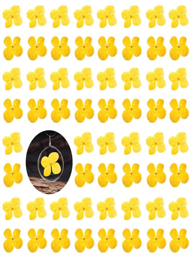 GSZN ٦٠ قطعة من الزهور المجففة والمضغوطة، زهور الكوبية الصفراء الطبيعية المجففة لصنع الراتنج والشموع والصابون والمزهريات والبطاقات وسجل القصاصات والمجوهرات والديكورات الزهرية - Image 1