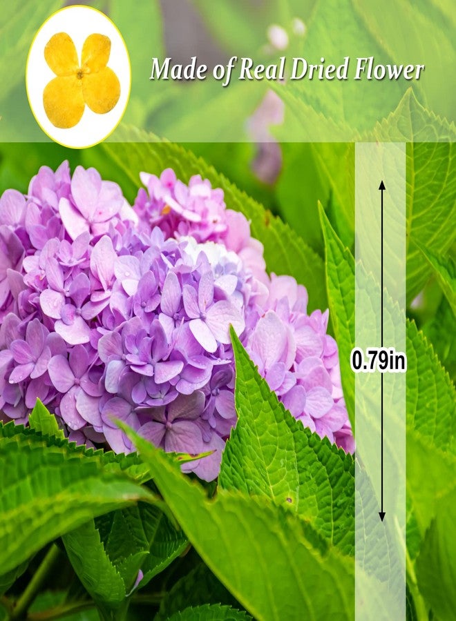 GSZN ٦٠ قطعة من الزهور المجففة والمضغوطة، زهور الكوبية الصفراء الطبيعية المجففة لصنع الراتنج والشموع والصابون والمزهريات والبطاقات وسجل القصاصات والمجوهرات والديكورات الزهرية - Image 2