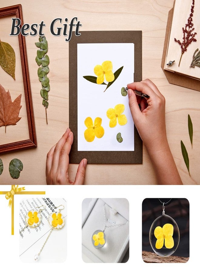 GSZN ٦٠ قطعة من الزهور المجففة والمضغوطة، زهور الكوبية الصفراء الطبيعية المجففة لصنع الراتنج والشموع والصابون والمزهريات والبطاقات وسجل القصاصات والمجوهرات والديكورات الزهرية - Image 5