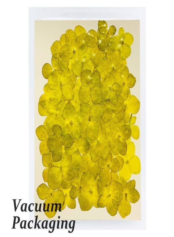 GSZN ٦٠ قطعة من الزهور المجففة والمضغوطة، زهور الكوبية الصفراء الطبيعية المجففة لصنع الراتنج والشموع والصابون والمزهريات والبطاقات وسجل القصاصات والمجوهرات والديكورات الزهرية - Image 3