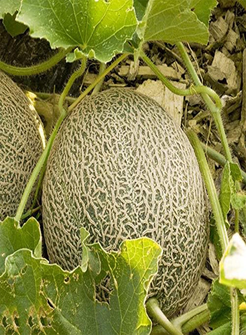 جي جوت 50 قطعة من بذور الشمام، صنف خاص، لب أبيض أخضر، كروم سنوية، أعشاب متسلقة، بذور فاكهة سريعة النمو، ديكورات فناء المنزل، مناظر طبيعية - Image 2